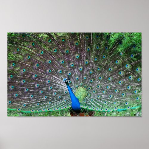 INDIAN PEAFOWL PEACOCK WILD BIRDS BLUES GREENS POSTER