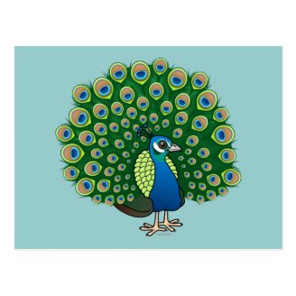 Indian Peafowl Postcard