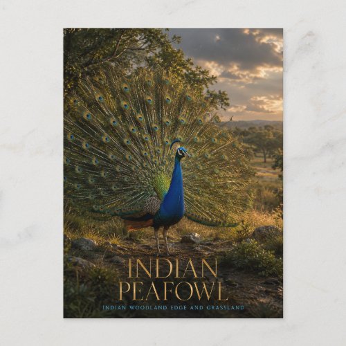 Indian Peafowl Woodland Edge ANIMALS Postcard