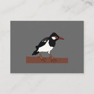 Indian Pied Myna Bird Art