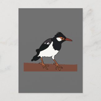 Indian Pied Myna Bird Art