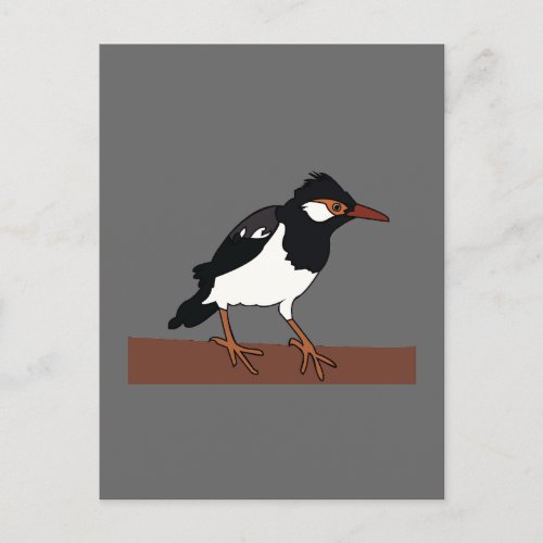 Indian Pied Myna Bird Art Postcard