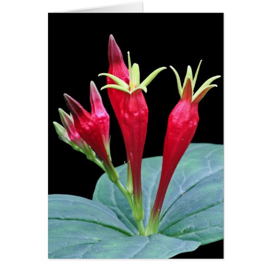 Indian Pink Cards (Front)