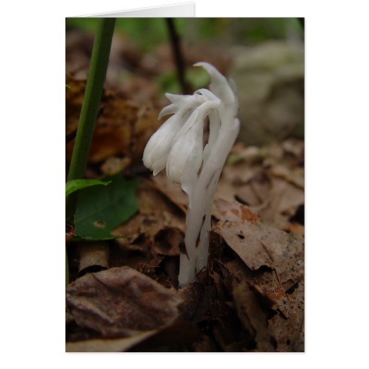 Indian Pipe (Front)