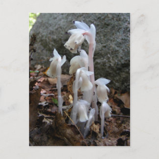 Indian Pipe 27 ~ postcard