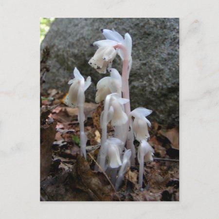 Indian Pipe 27 ~ Postcard