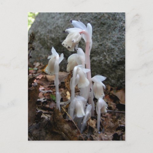 Indian Pipe 27  postcard