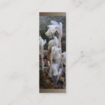 Indian Pipe 27 ~ Profile Card by Andy2302 at Zazzle