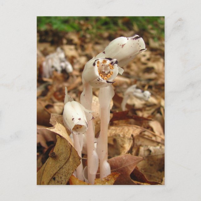 Indian Pipe calendar ~ postcard (Front)