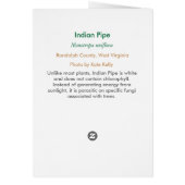 Indian Pipe - Customized Cards (Back)