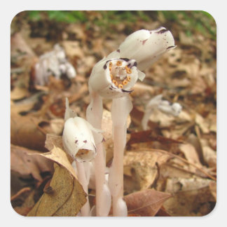 Indian Pipe ~ sticker