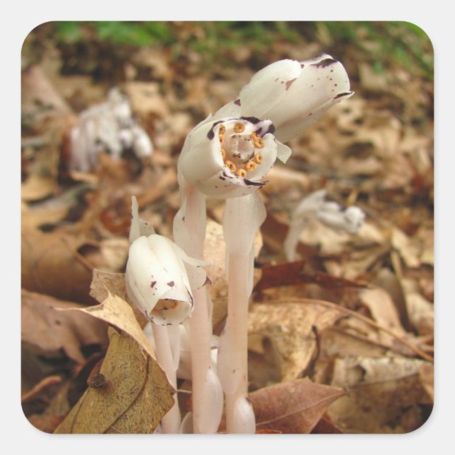 Indian Pipe ~ sticker (Front)