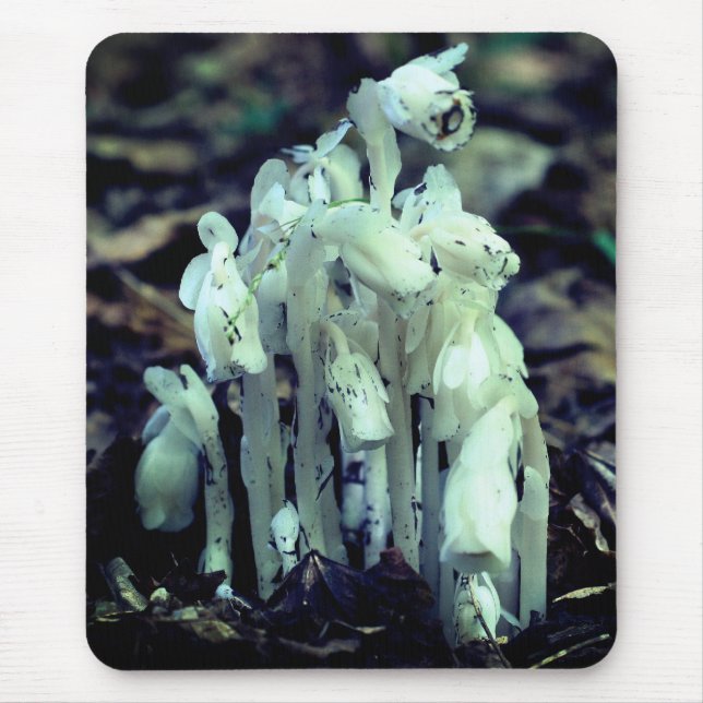 Indian Pipe Wildflower Mushrooms Nature  Mouse Pad (Front)