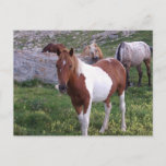 Indian Pony Postcard