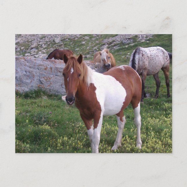 Indian Pony Postcard (Front)