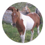 Indian Pony Sticker