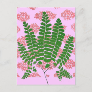Indian Print Fern Pinks Postcard