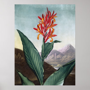 Indian reed, Antique Print by Robert John Thornton