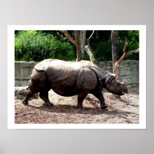 Indian rhino poster
