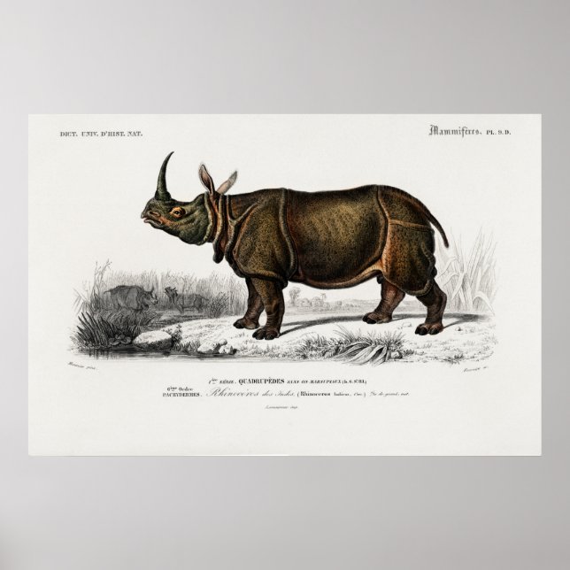 Indian rhinoceros by Charles Dessalines d'Orbigny Poster (Front)