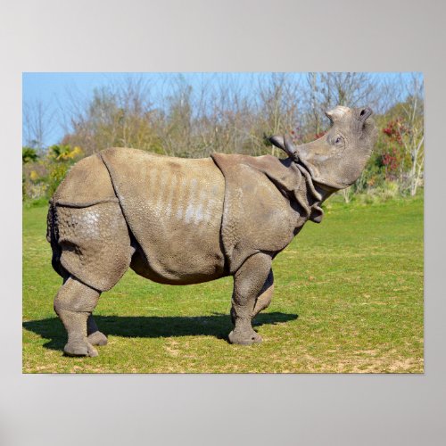 Indian rhinoceros lifting the head poster