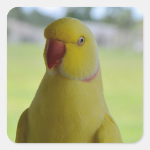 Indian Ringneck in the Shade Square Sticker