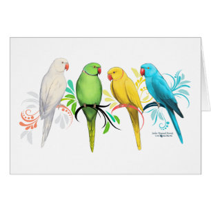 Indian Ringneck Parrots Cards