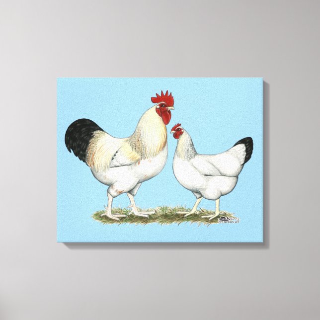 Indian River Chickens Canvas Print (Front)