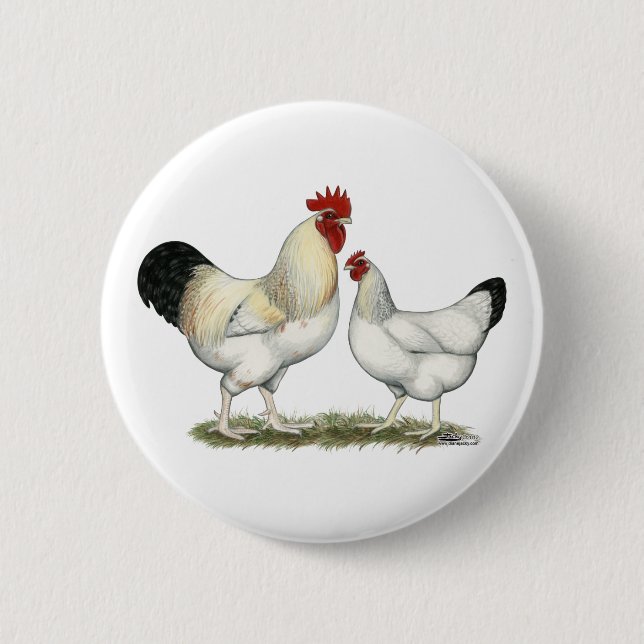 Indian River Chickens Pinback Button (Front)