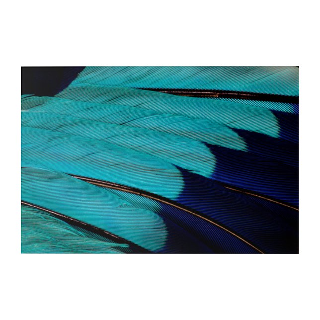 Indian Roller Feather Abstract Acrylic Print (Front)