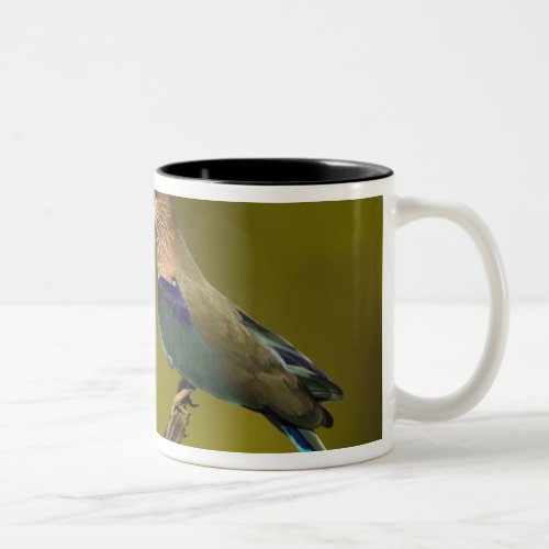 Indian Roller perched on open tree Two_Tone Coffee Mug