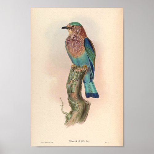 Indian Roller Vintage Birds Asia Coracias Indica Poster