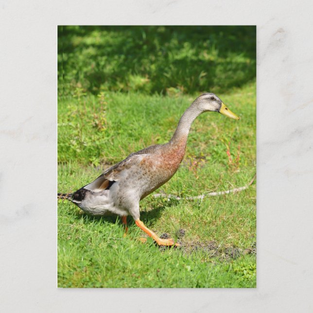 Indian runner duck walking postcard (Front)