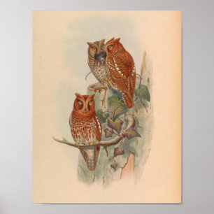 Indian Scops Owl Brown Vintage Bird Art Print