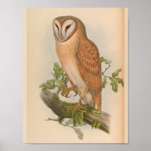 Indian Screech Owl Brown Vintage Bird Art Print