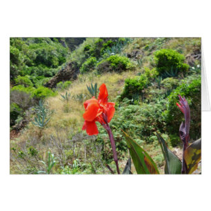 Indian Shot (Canna indica purpurea) Cards