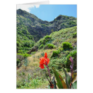 Indian Shot (Canna indica purpurea) Cards