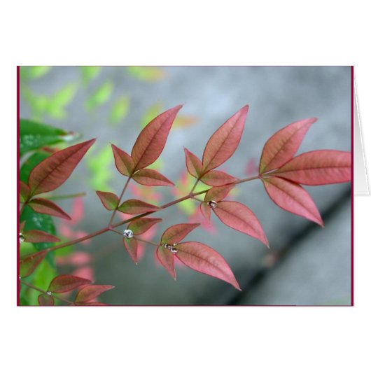 Indian Summer Morn Cards (Front Horizontal)