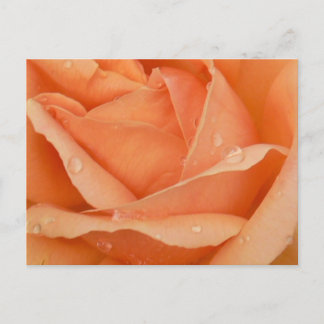 Indian Summer Rose Postcard