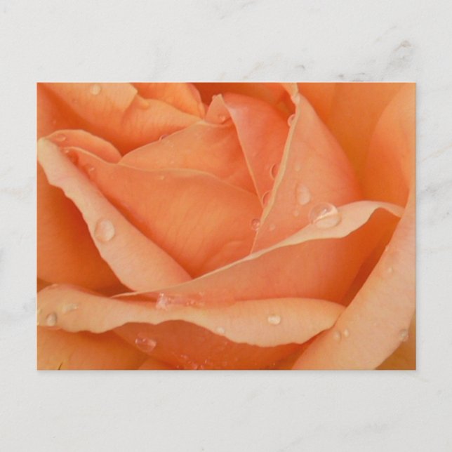 Indian Summer Rose Postcard (Front)