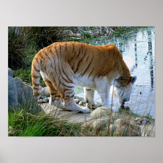 Indian Tiger Poster (Front)