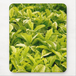 Indian variety of tea mouse pad