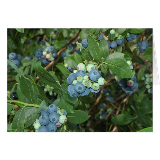 Indiana Blueberries Card