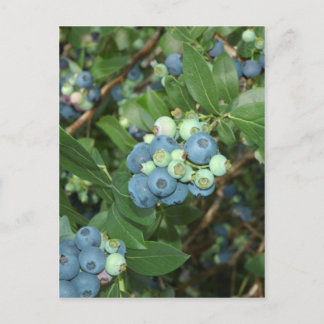 Indiana Blueberries Postcard