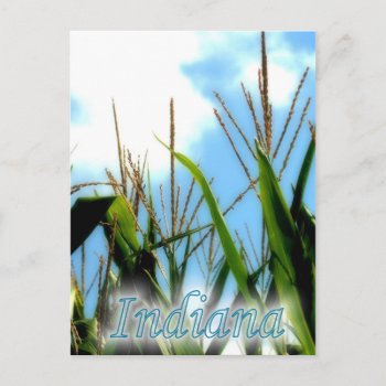 Indiana Corn Postcard by sharpcreations at Zazzle
