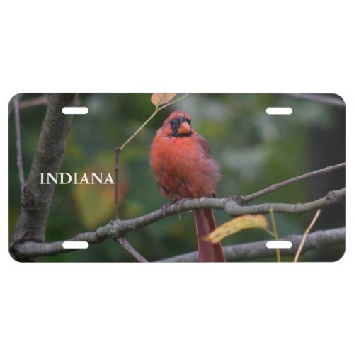 Indiana State Bird License Plate