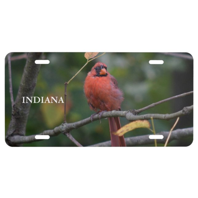Indiana State Bird License Plate (Front)