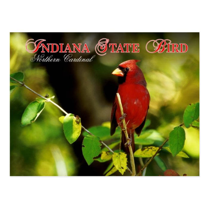 Indiana State Bird   Northern Cardinal Post Card