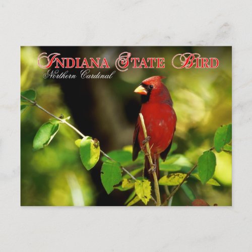 Indiana State Bird _ Northern Cardinal Postcard