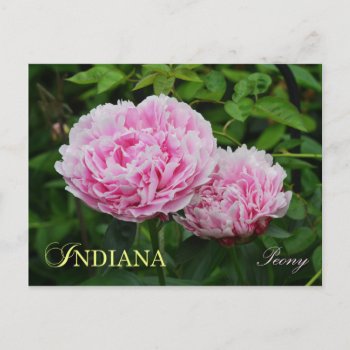 Indiana State Flower: Peony Postcard by HTMimages at Zazzle